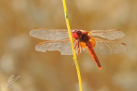 Vazka cervena - Crocothemis erythraea 1781